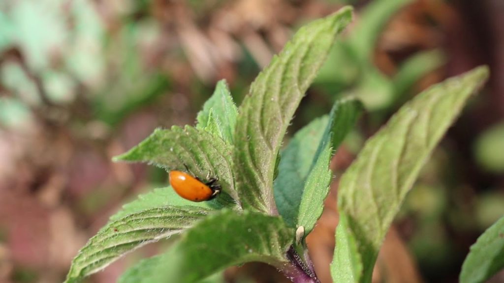 pest free herb garden