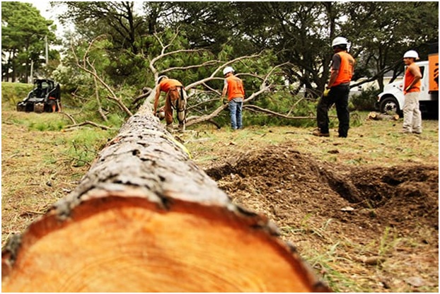 tree removal service