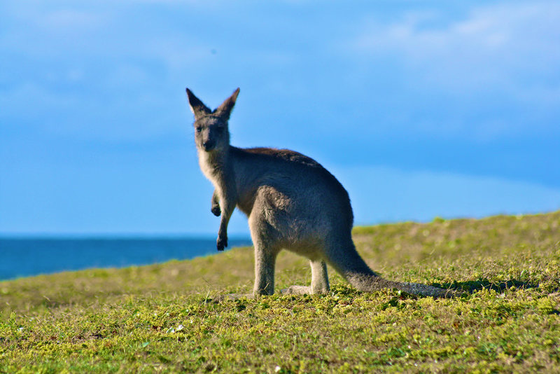 Kangaroo Island tour