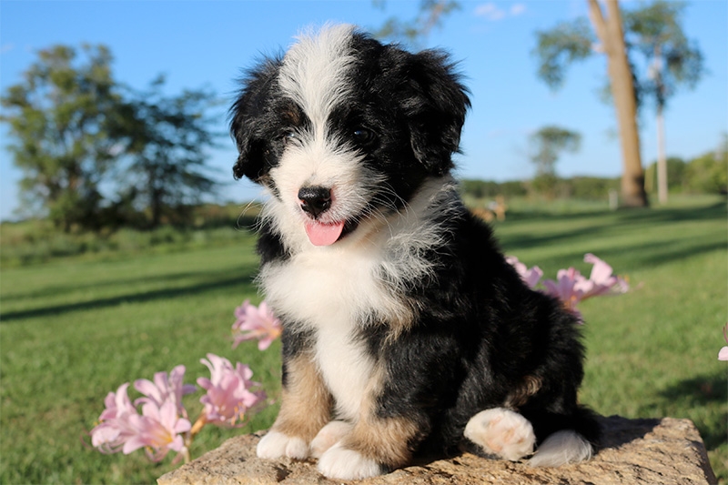 bernedoodle breeders