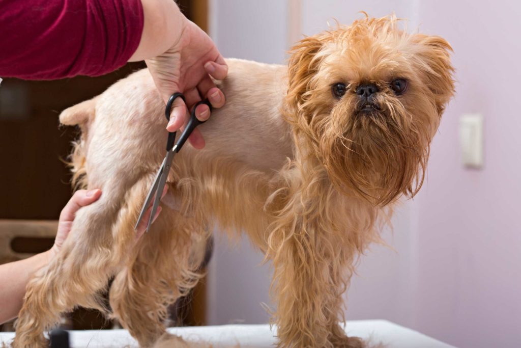 Pet Grooming Miami