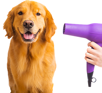 Dog grooming