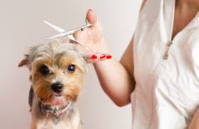 Dog grooming