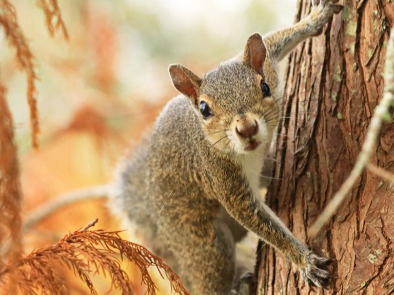 Squirrel Removal