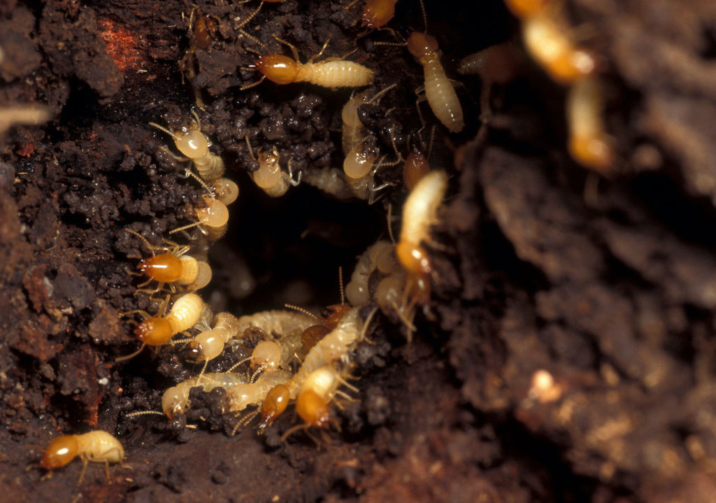 Termite Control