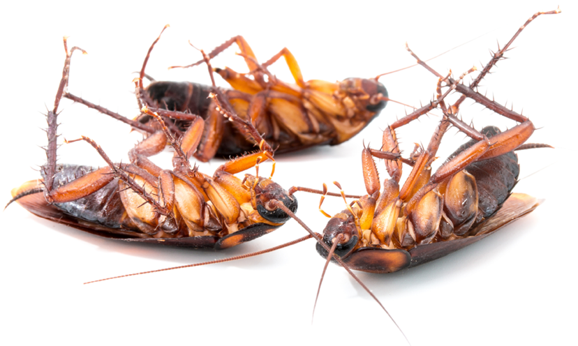 pest control cockroaches