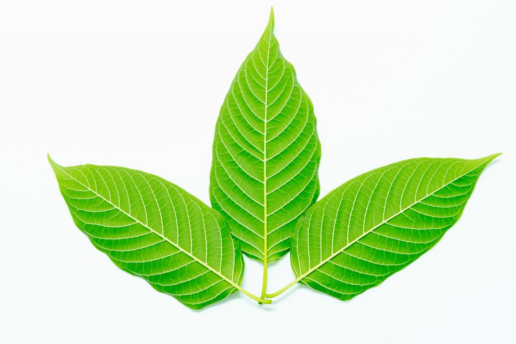 kratom strain