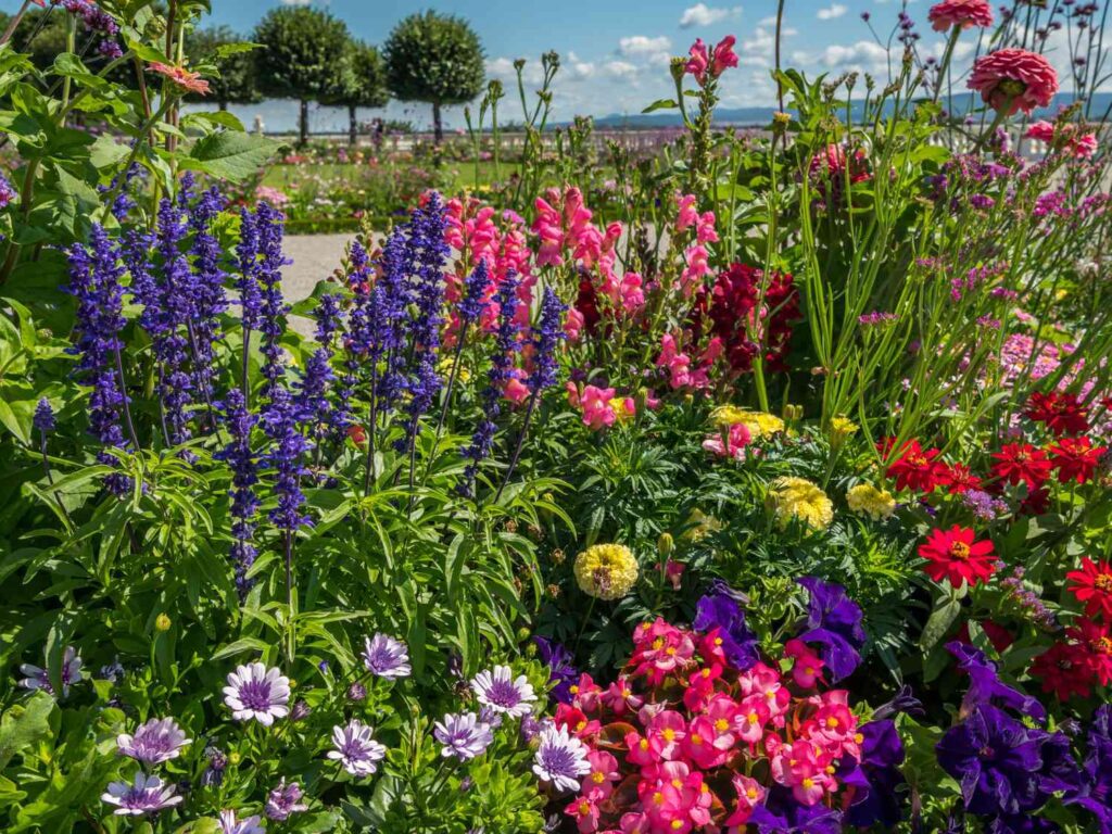 Outdoor Plants