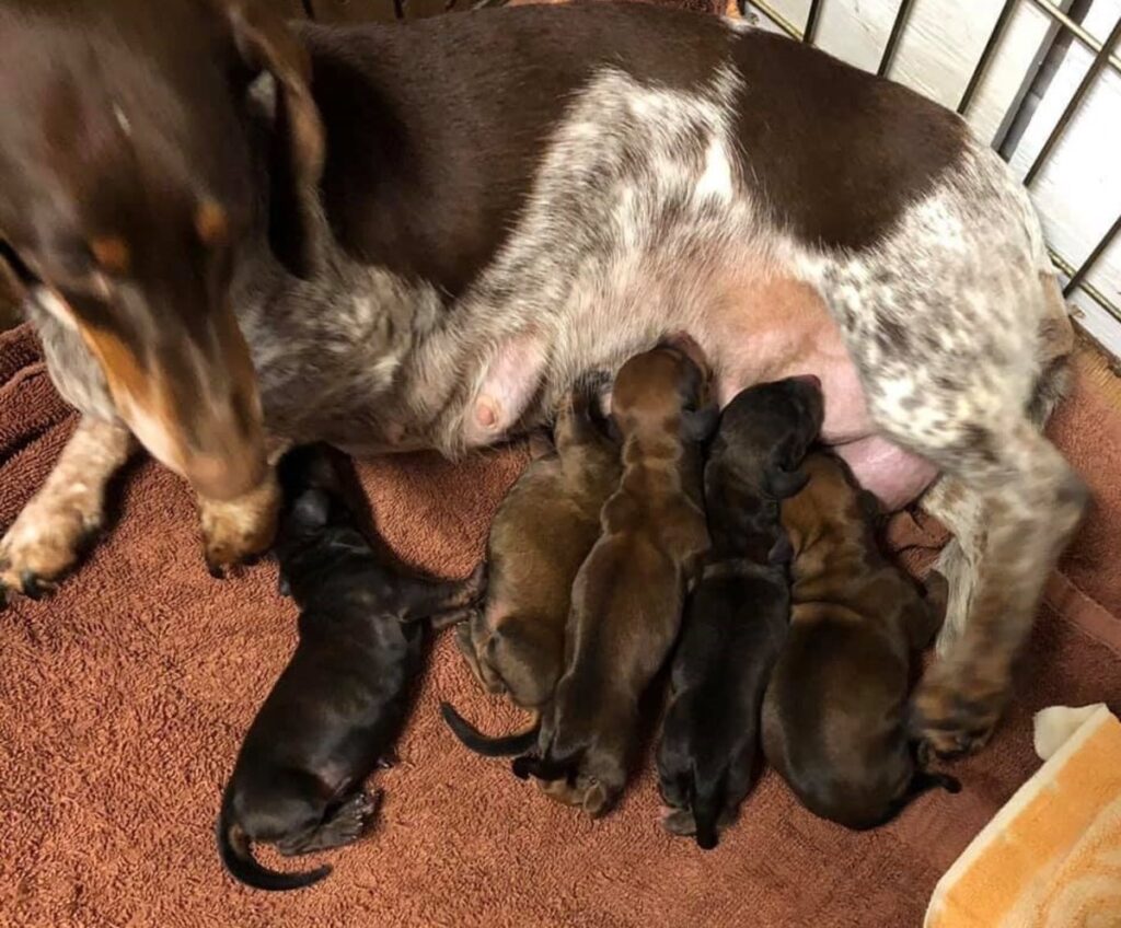 Dachshund Puppies