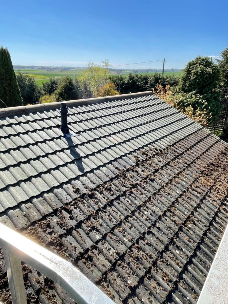 Professional Roof Cleaning