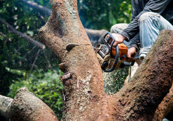 Tree Care Services